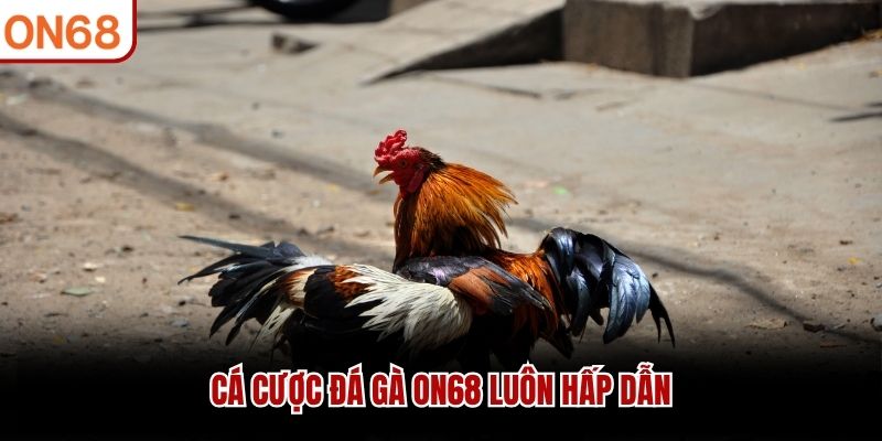 Cá cược đá gà ON68 luôn hấp dẫn đá gà on68
