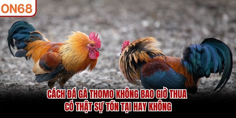 cách đá gà thomo không bao giờ thua