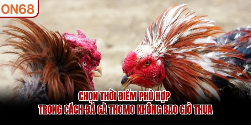 cách đá gà thomo không bao giờ thua