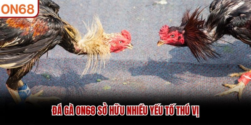 Đá gà ON68 sở hữu nhiều yếu tố thú vị đá gà on68