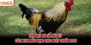 Hôm nay đá gà màu gì
