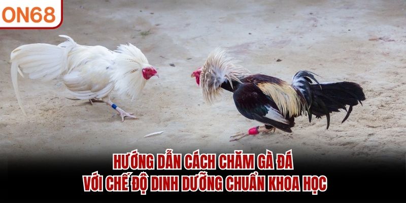 hướng dẫn cách chăm gà đá