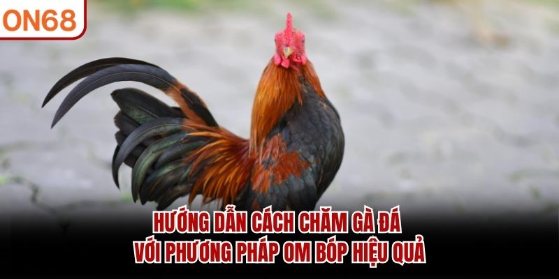 hướng dẫn cách chăm gà đá