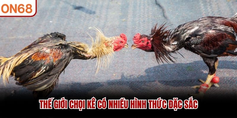 Thế giới chọi kê có nhiều hình thức đặc sắc đá gà on68